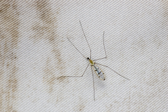 Limoniinae