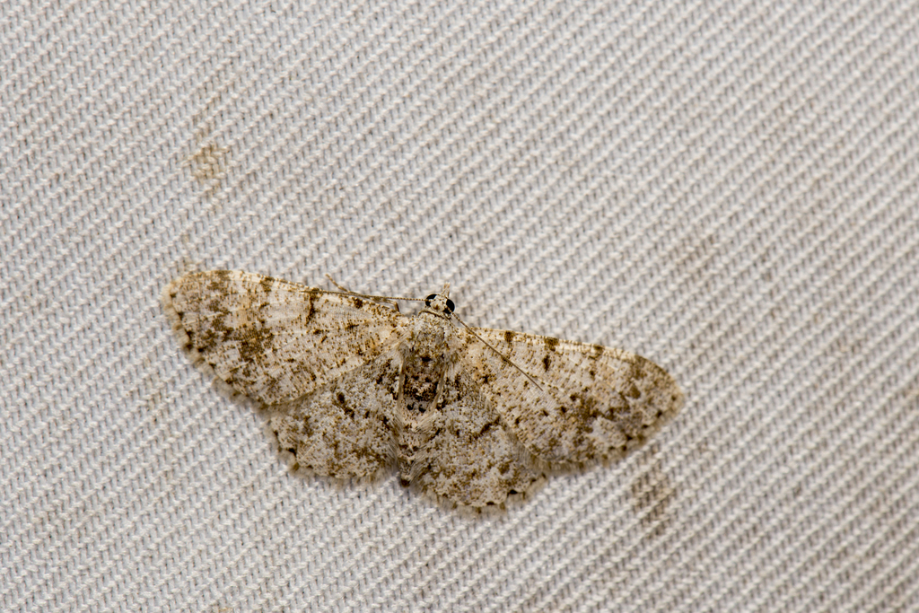 Myrioblephara fenchihuana