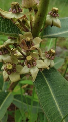 Pachycarpus asperifolius