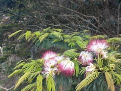 Calliandra pittieri