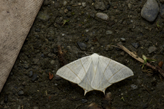 Ourapteryx pallidula