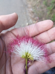 Calliandra pittieri