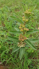 Pachycarpus asperifolius