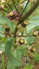 Pachycarpus asperifolius