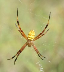 Argiope dietrichae