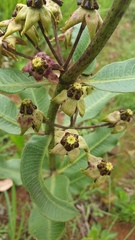 Pachycarpus asperifolius