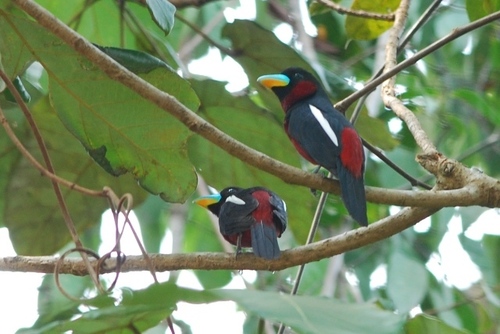 Black-and-red Broadbill (Birds of Singapore) · iNaturalist