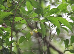 Cassipourea malosana