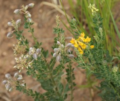 Crotalaria globifera