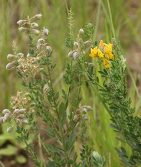 Crotalaria globifera