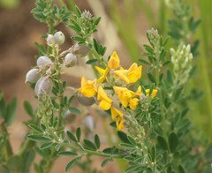 Crotalaria globifera