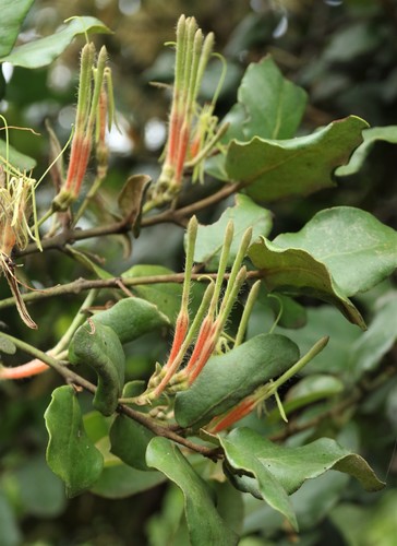 Erianthemum dregei (Eckl. & Zeyh.) Tiegh.