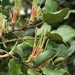 Erianthemum dregei - Photo (c) Sharon Louw,  זכויות יוצרים חלקיות (CC BY-NC), הועלה על ידי Sharon Louw