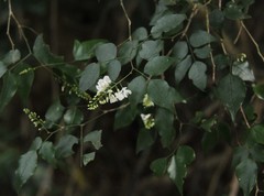 Indigofera natalensis