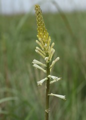 Kniphofia gracilis
