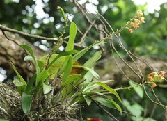 Polystachya sandersonii