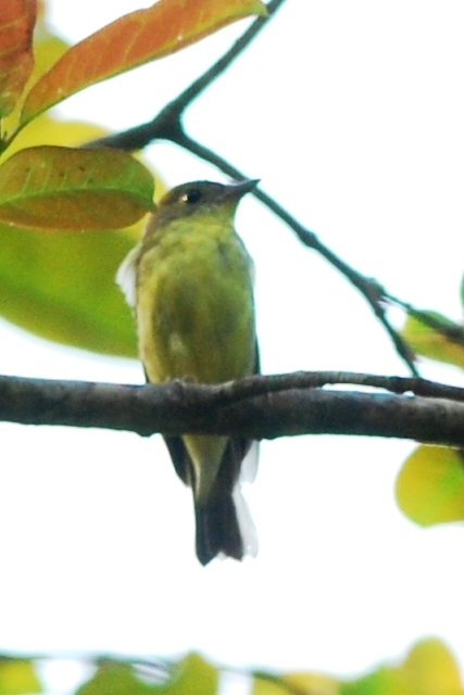 Yellow Rumped Flycatcher Birds Of Singapore · Inaturalist