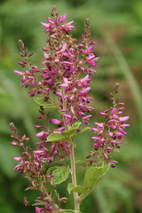 Pseudarthria hookeri