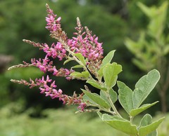 Pseudarthria hookeri