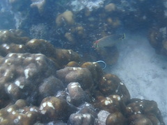 Chaetodon triangulum