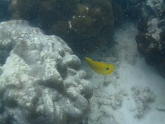 Chaetodon andamanensis