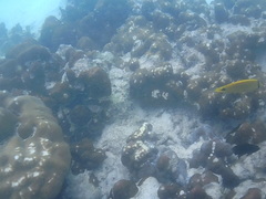Chaetodon andamanensis