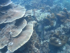 Chaetodon triangulum