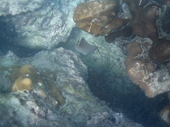 Chaetodon triangulum
