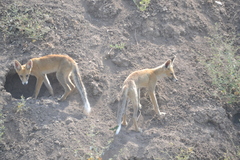 Vulpes vulpes