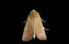 Ichneutica blenheimensis