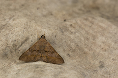 Hypospila bolinoides