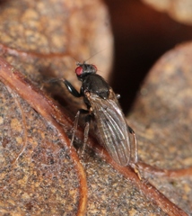 Crumomyia