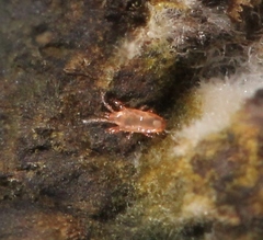 Digamasellidae