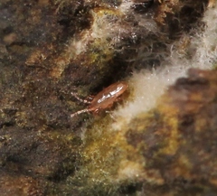 Digamasellidae