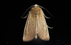 Ichneutica blenheimensis