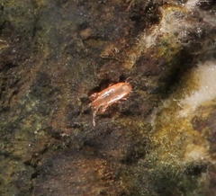 Digamasellidae