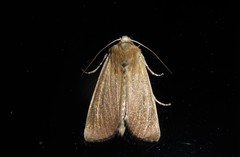 Ichneutica blenheimensis