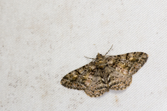 Alcis taiwanovariegata