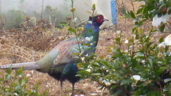 Green Pheasant photo 4