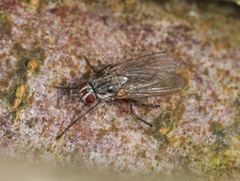 Hylemya vagans