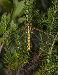 Encyoposis hemistigma