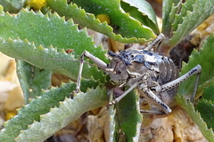 Acanthoproctus cervinus