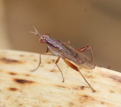 Sepedon spinipes