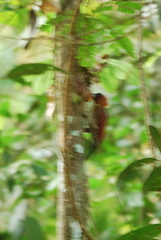 Chrysophlegma miniaceum