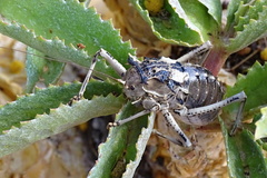 Acanthoproctus cervinus