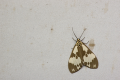 Nyctemera carissima