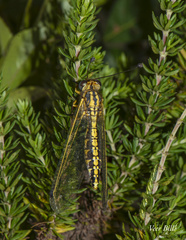 Encyoposis hemistigma