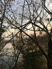 Chimonanthus praecox