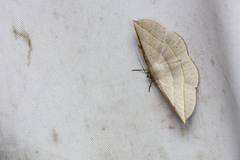 Sarcinodes aequilinearia