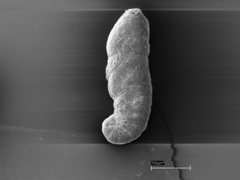Ammotium fragile
